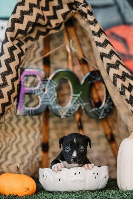 ESTHER tinycauseadopt@gmail.com, a Adoptable mixed breed in Vandergrift, PA image 6/6