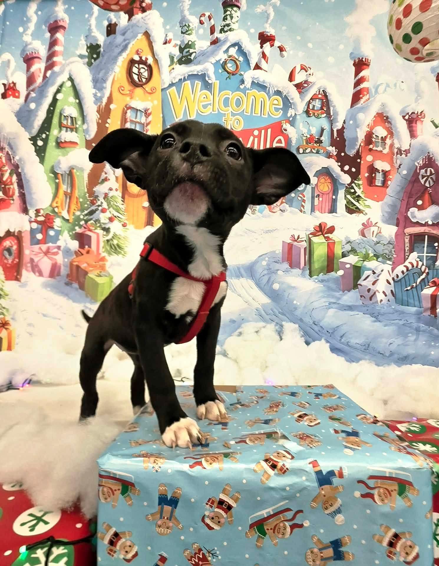 ESTHER tinycauseadopt@gmail.com, a Adoptable mixed breed in Vandergrift, PA image 2/6