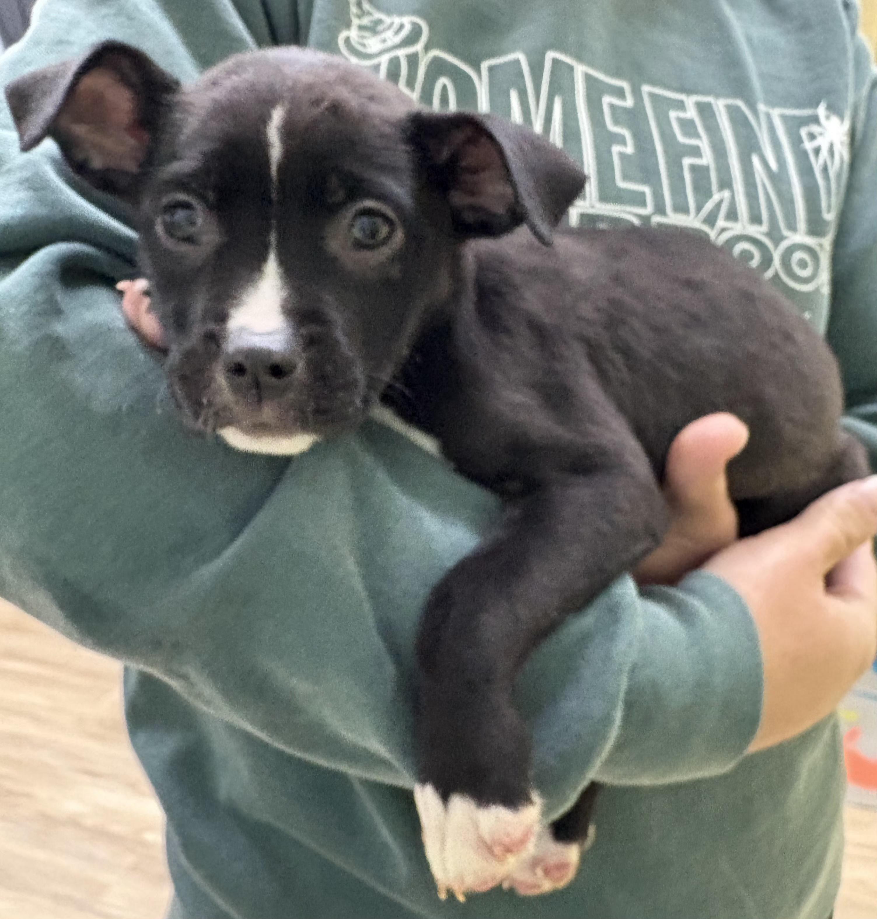 ESTHER tinycauseadopt@gmail.com, a Adoptable mixed breed in Vandergrift, PA image 3/6