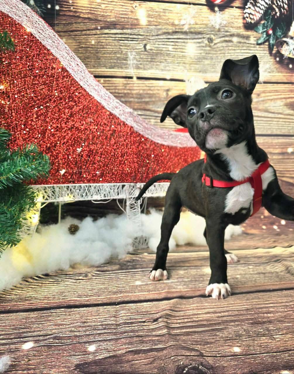 ESTHER tinycauseadopt@gmail.com, a Adoptable mixed breed in Vandergrift, PA image 4/6