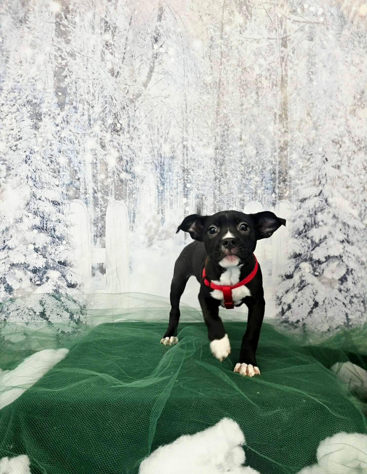 ESTHER tinycauseadopt@gmail.com, a Adoptable mixed breed in Vandergrift, PA image 5/6