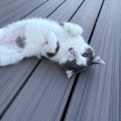 Lacey, Adult Female Domestic Short Hair