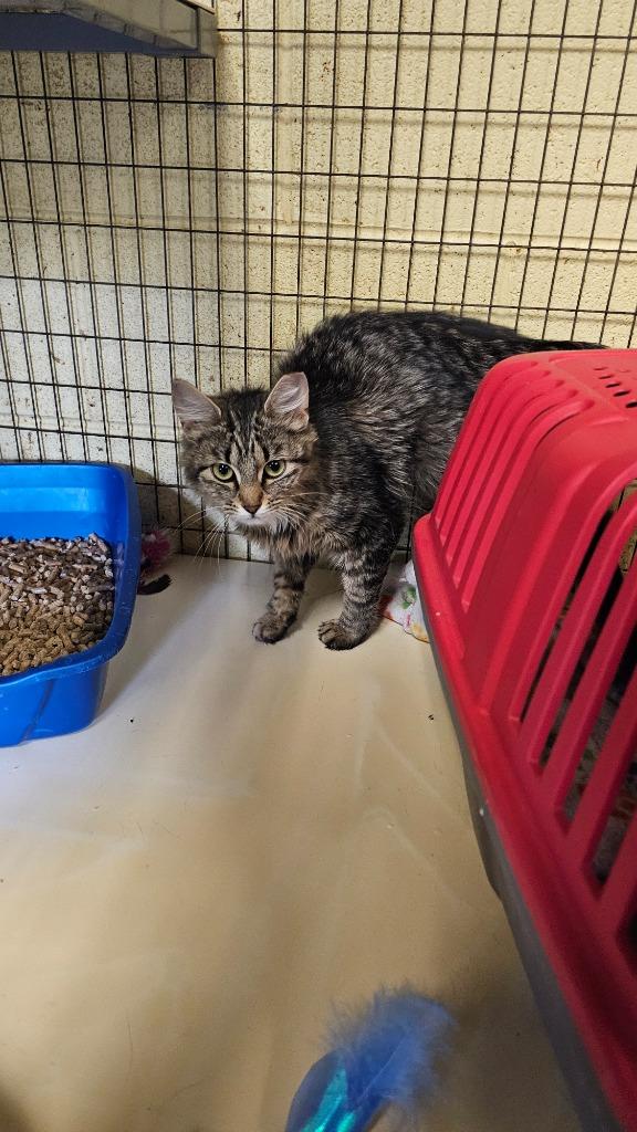 Trista (Spayed), Adoptable, Young Female Domestic Medium Hair.