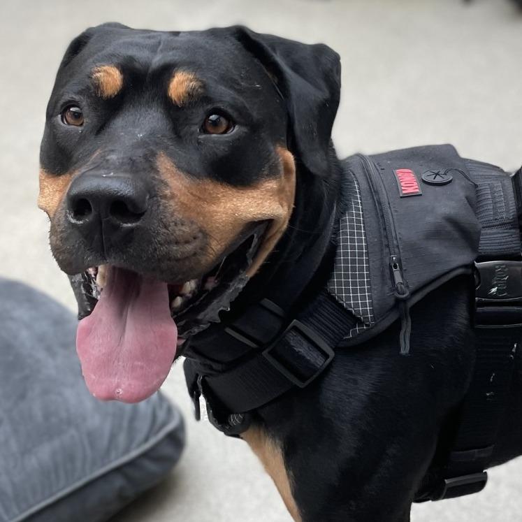 Gizmo, Adoptable, Adult Male Rottweiler.