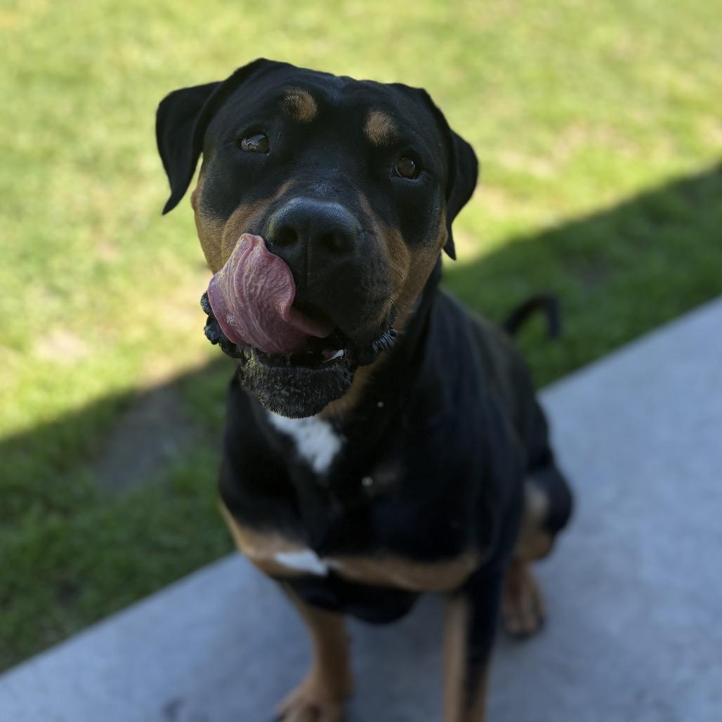Enlarge Gizmo, a Adoptable Rottweiler in Long Beach, CA image 2/5