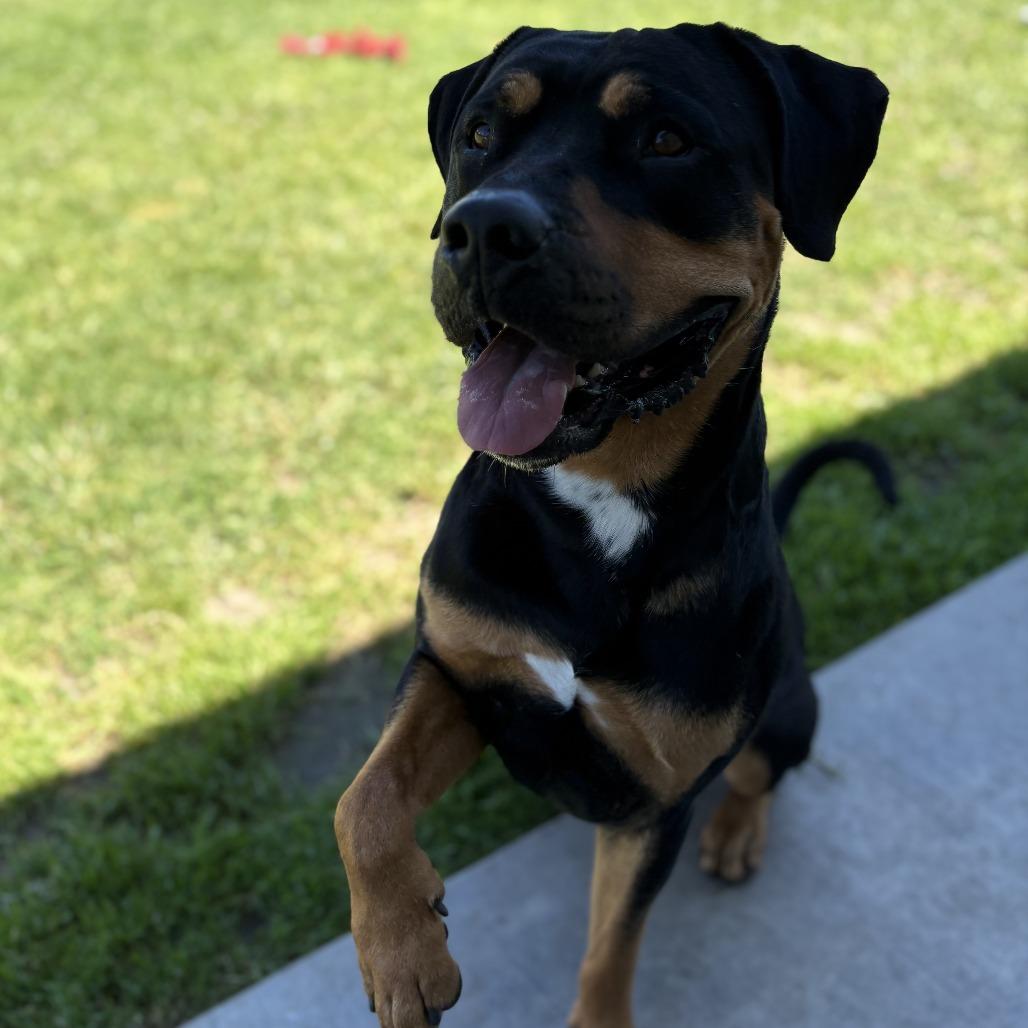Enlarge Gizmo, a Adoptable Rottweiler in Long Beach, CA image 3/5