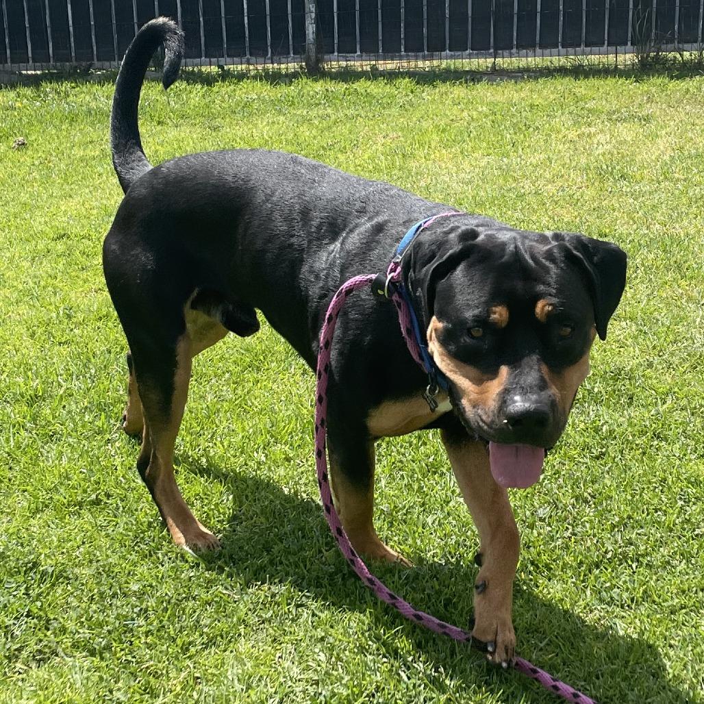 Enlarge Gizmo, a Adoptable Rottweiler in Long Beach, CA image 4/5