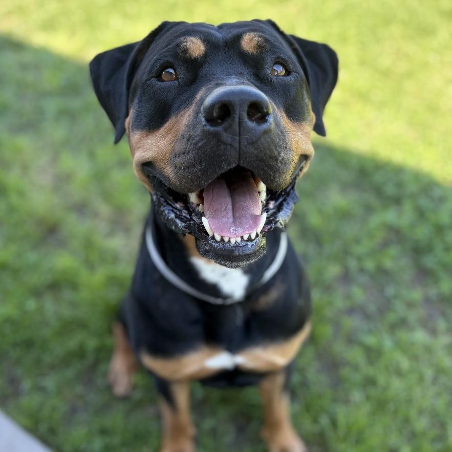 Enlarge Gizmo, a Adoptable Rottweiler in Long Beach, CA image 5/5