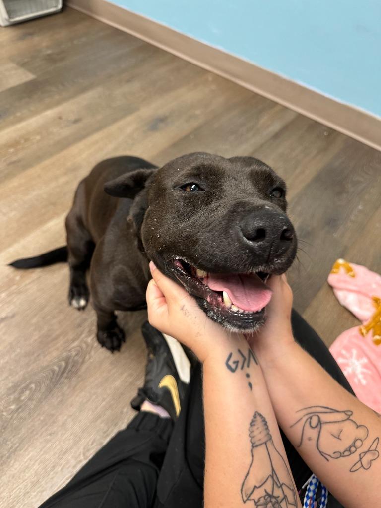 Big Mac, Adoptable, Young Female Mixed Breed.