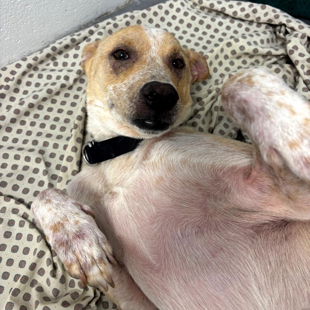 Enlarge Axel, a Adoptable mixed breed in Dover, NH image 1/6