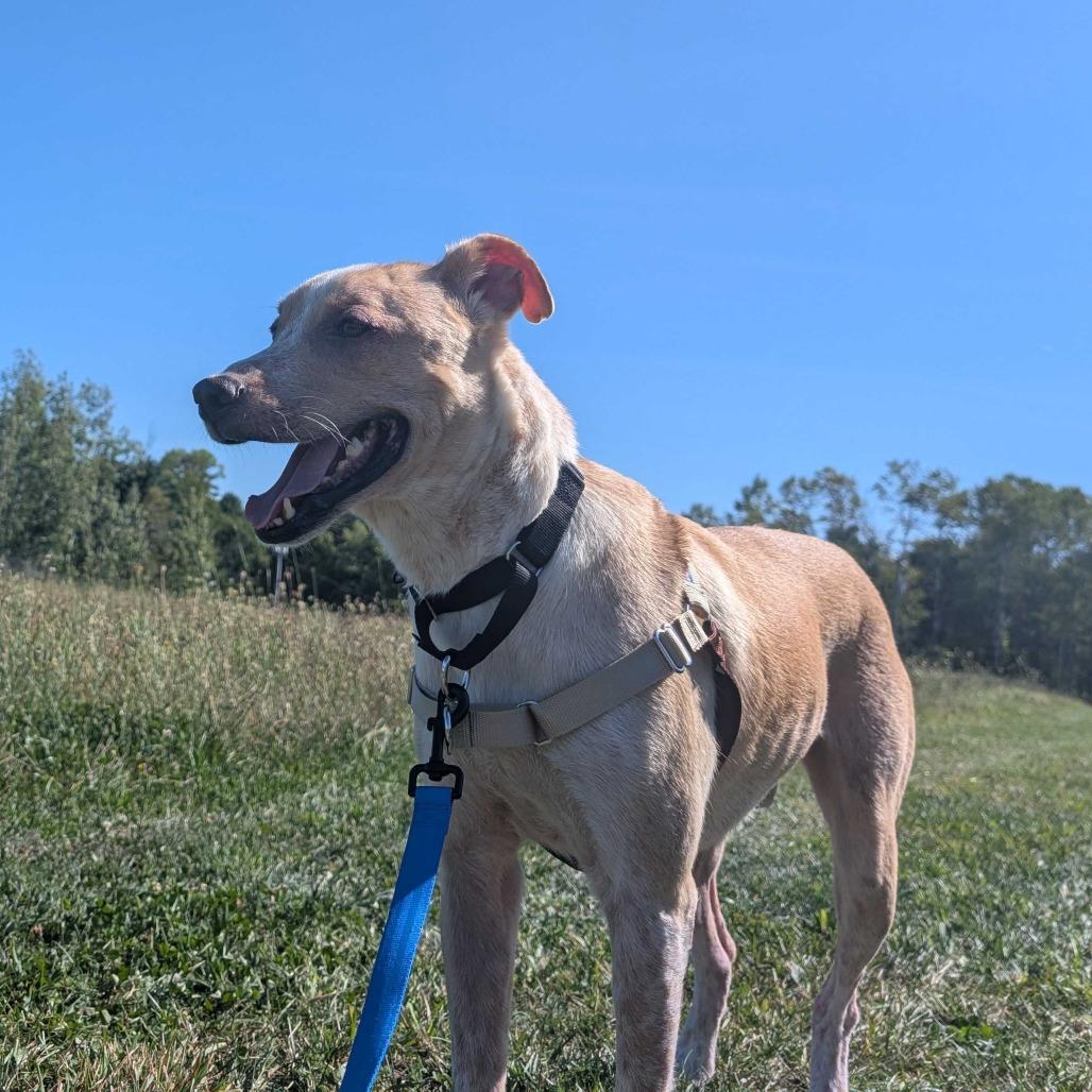 Enlarge Axel, a Adoptable mixed breed in Dover, NH image 2/6