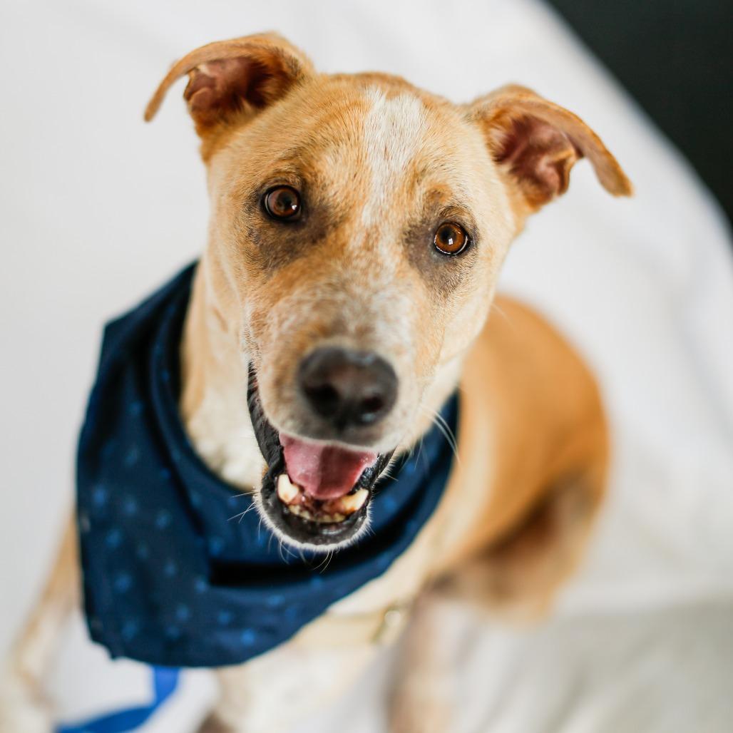Enlarge Axel, a Adoptable mixed breed in Dover, NH image 3/6
