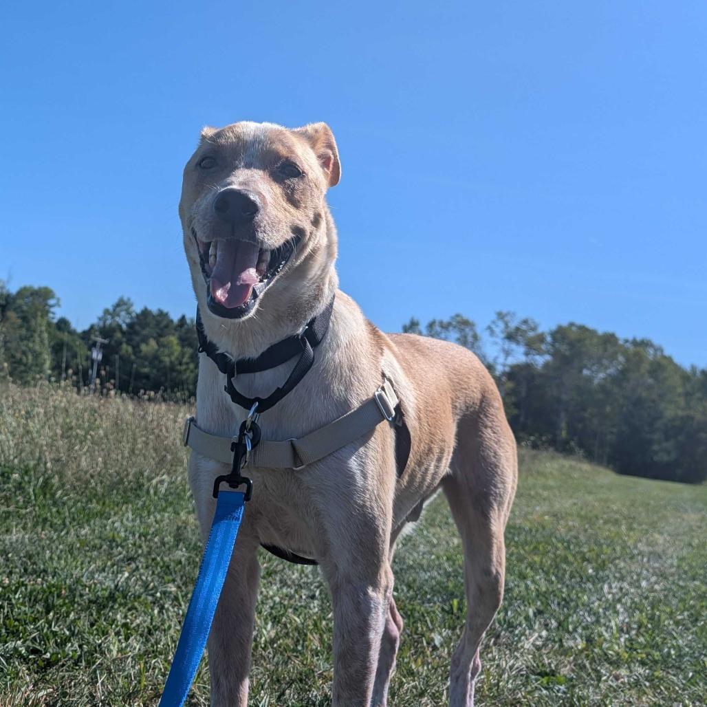 Enlarge Axel, a Adoptable mixed breed in Dover, NH image 4/6