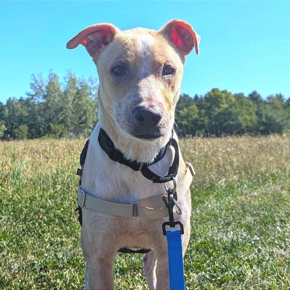 Enlarge Axel, a Adoptable mixed breed in Dover, NH image 5/6