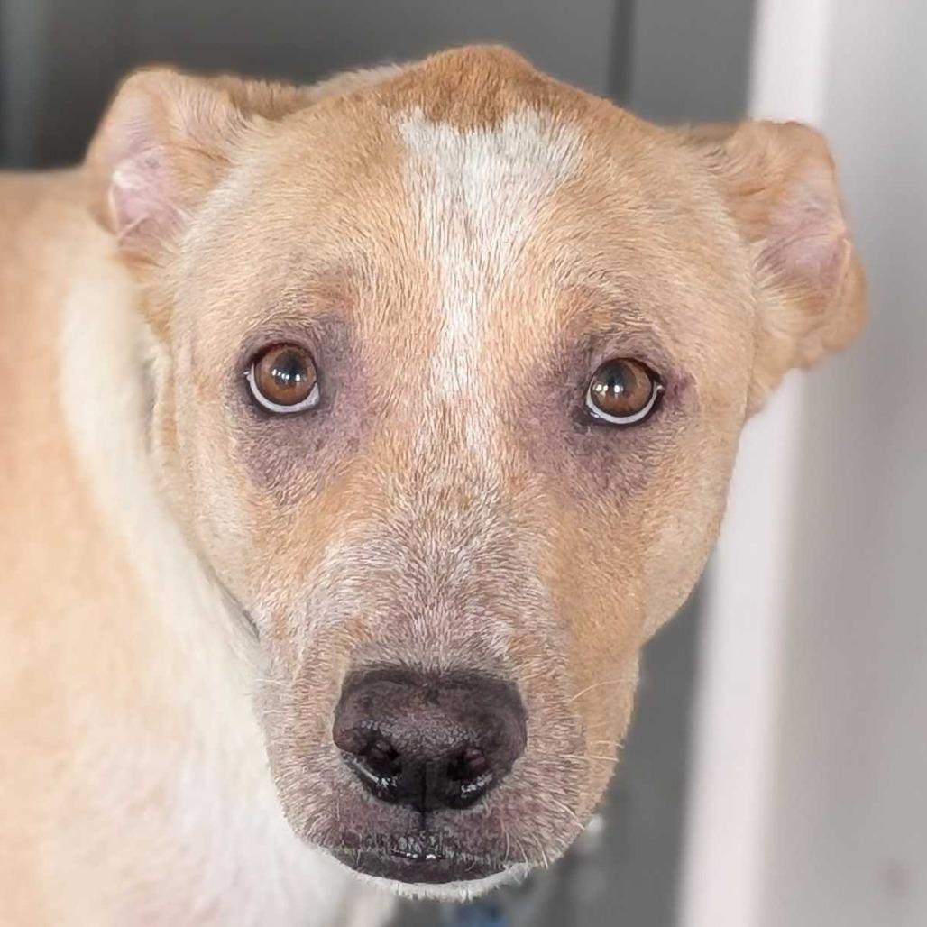 Enlarge Axel, a Adoptable mixed breed in Dover, NH image 6/6