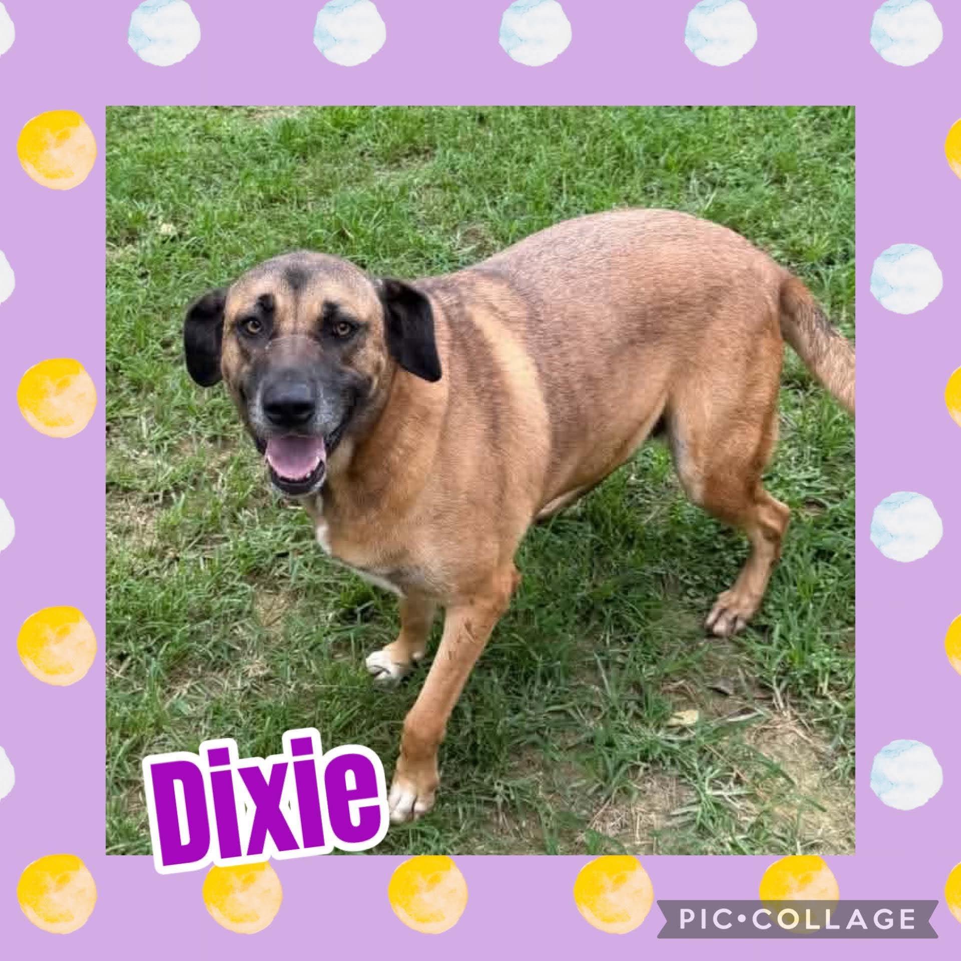 Dixie, ADOPTABLE, Young Female Shepherd & Black Mouth Cur.