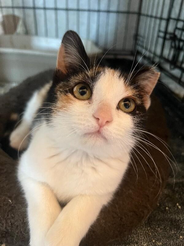 Nala — thumbnail 2