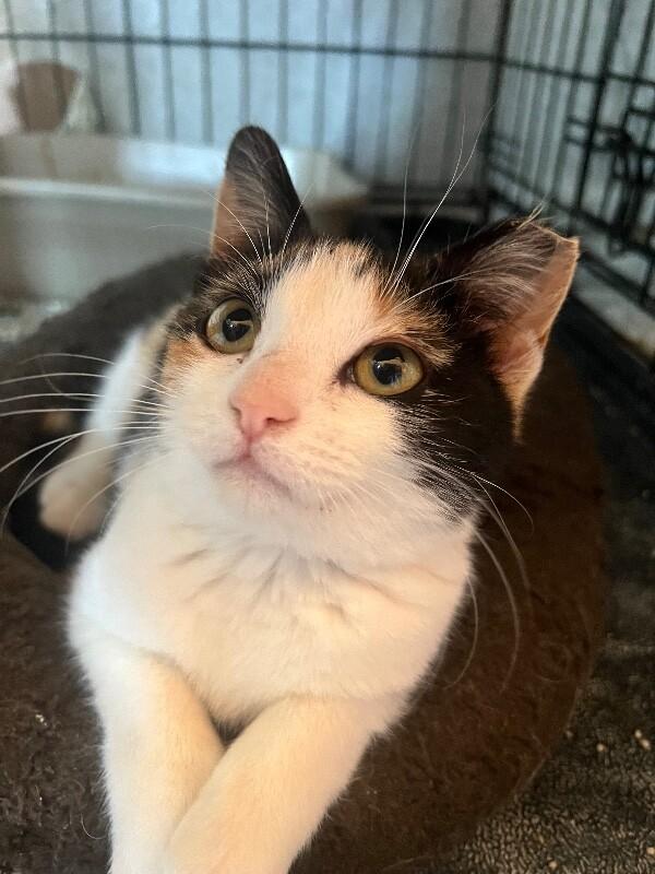 Nala — thumbnail 3