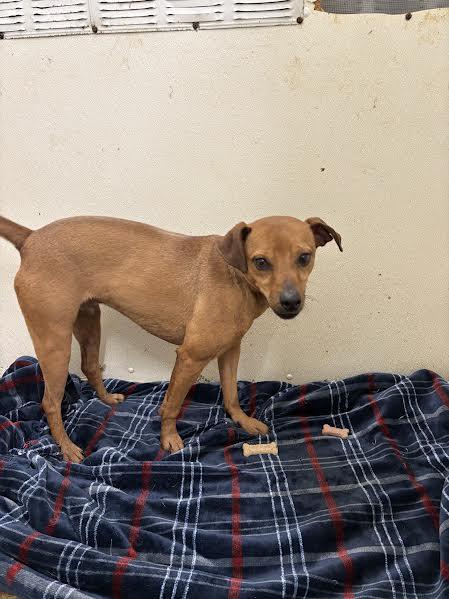 Enlarge Marvin, a Adoptable Terrier in Hopkinsville, KY image 3/5
