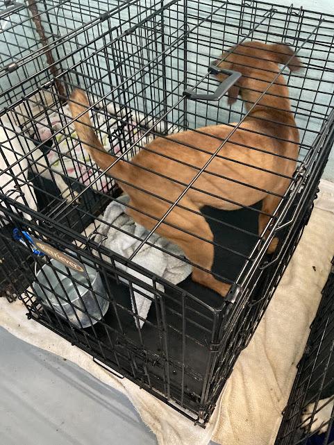Enlarge Marvin, a Adoptable Terrier in Hopkinsville, KY image 4/5