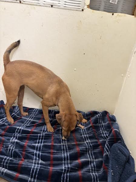 Enlarge Marvin, a Adoptable Terrier in Hopkinsville, KY image 2/5