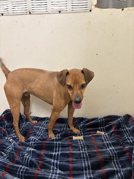 Marvin, Adoptable, Young Male Terrier.