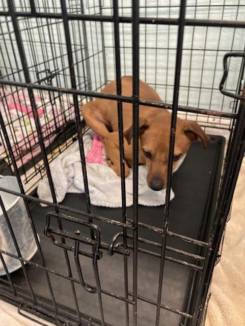 Enlarge Marvin, a Adoptable Terrier in Hopkinsville, KY image 5/5