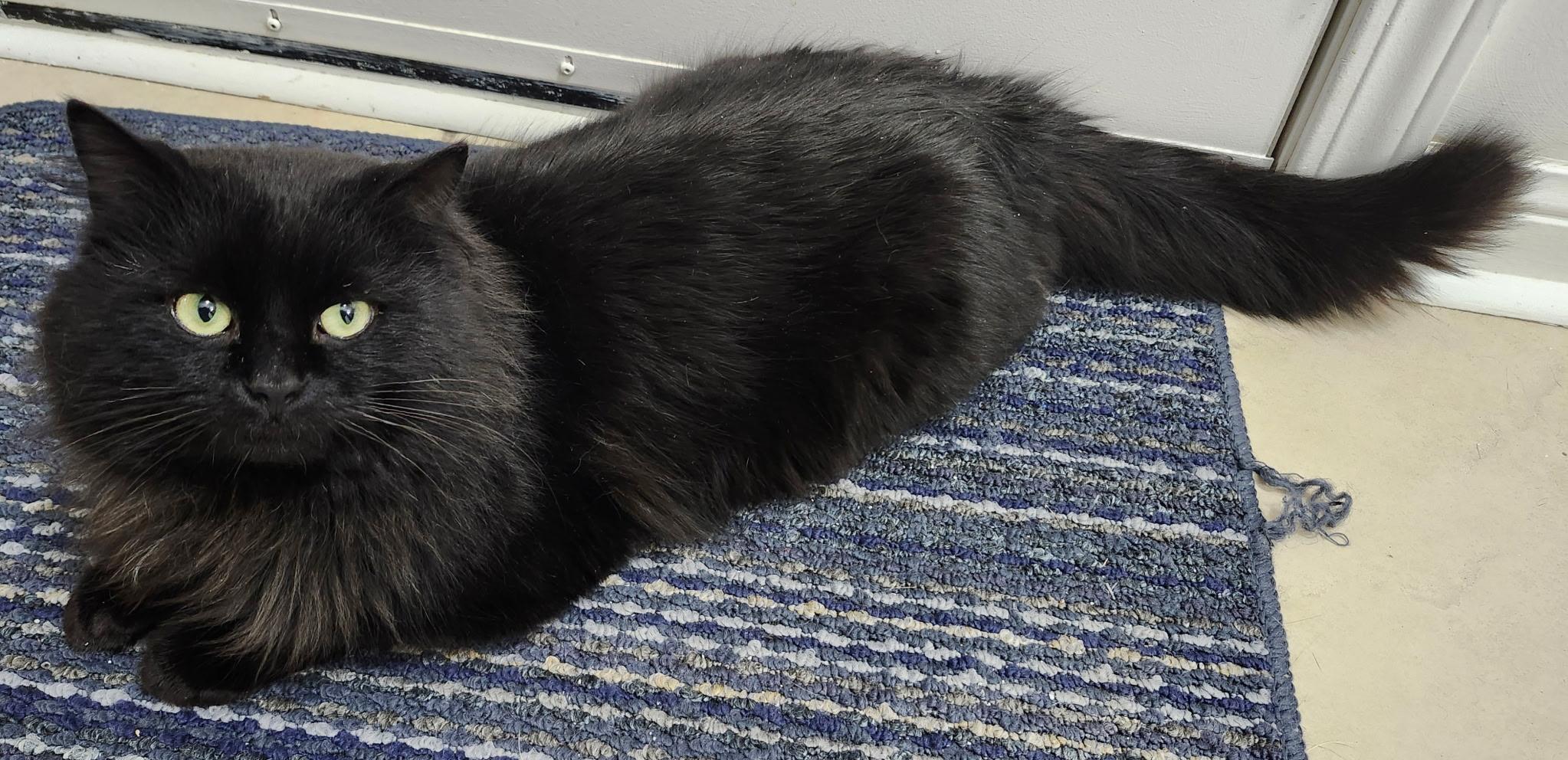 Tristan, a ADOPTABLE Domestic Medium Hair in Hamilton, ON image 3/4