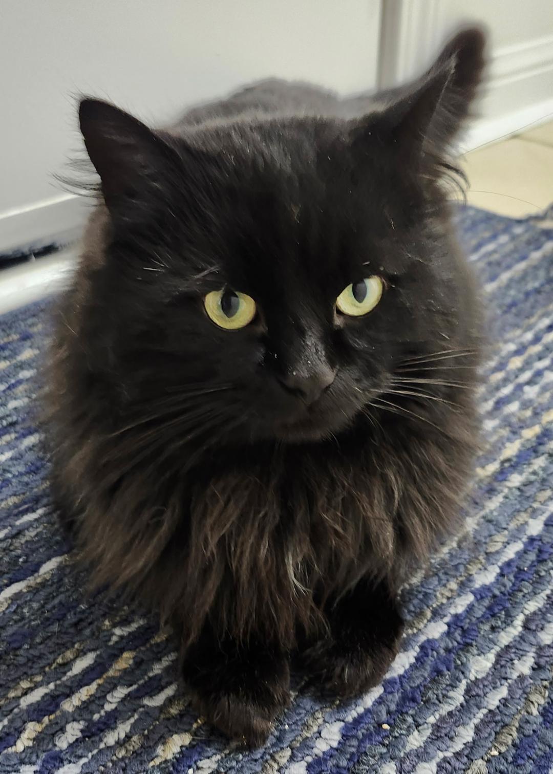 Tristan, a ADOPTABLE Domestic Medium Hair in Hamilton, ON image 2/4