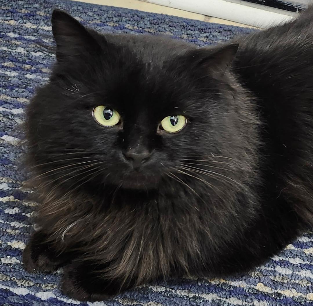 Tristan, ADOPTABLE, Adult Male Domestic Medium Hair.