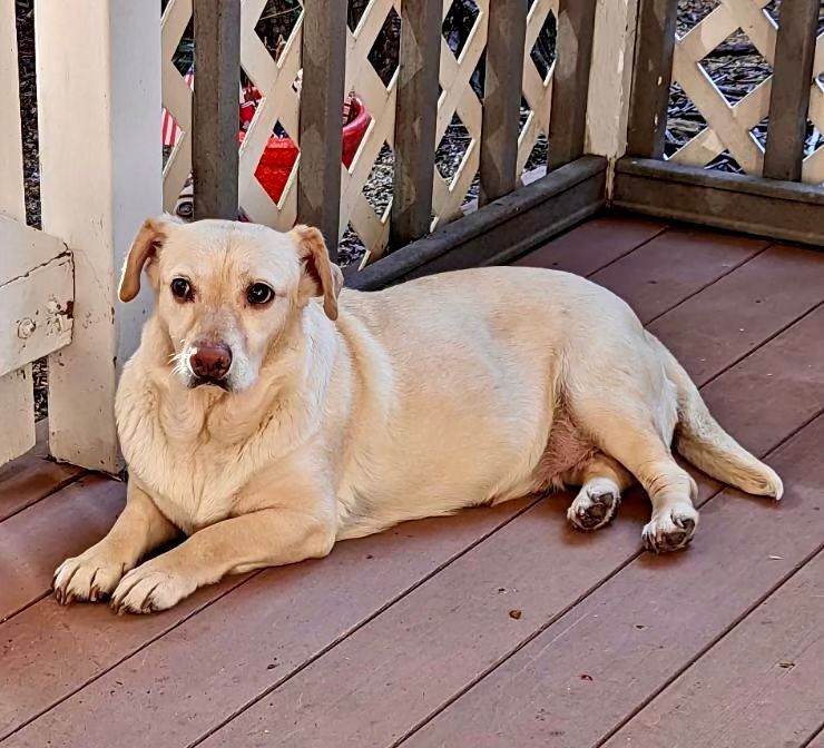 Chloe, a Adoptable mixed breed in Lake Arrowhead, CA image 1/12