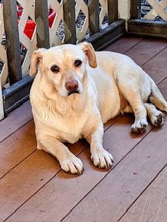 Chloe, a Adoptable mixed breed in Lake Arrowhead, CA image 2/12
