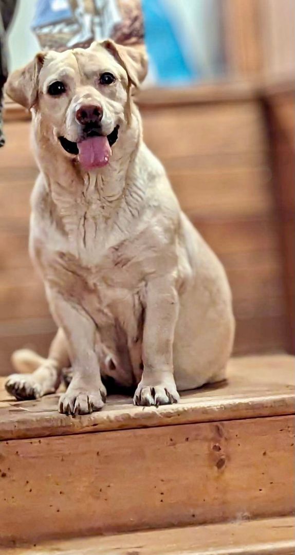 Chloe, a Adoptable mixed breed in Lake Arrowhead, CA image 3/12