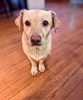 Chloe, a Adoptable mixed breed in Lake Arrowhead, CA image 4/12