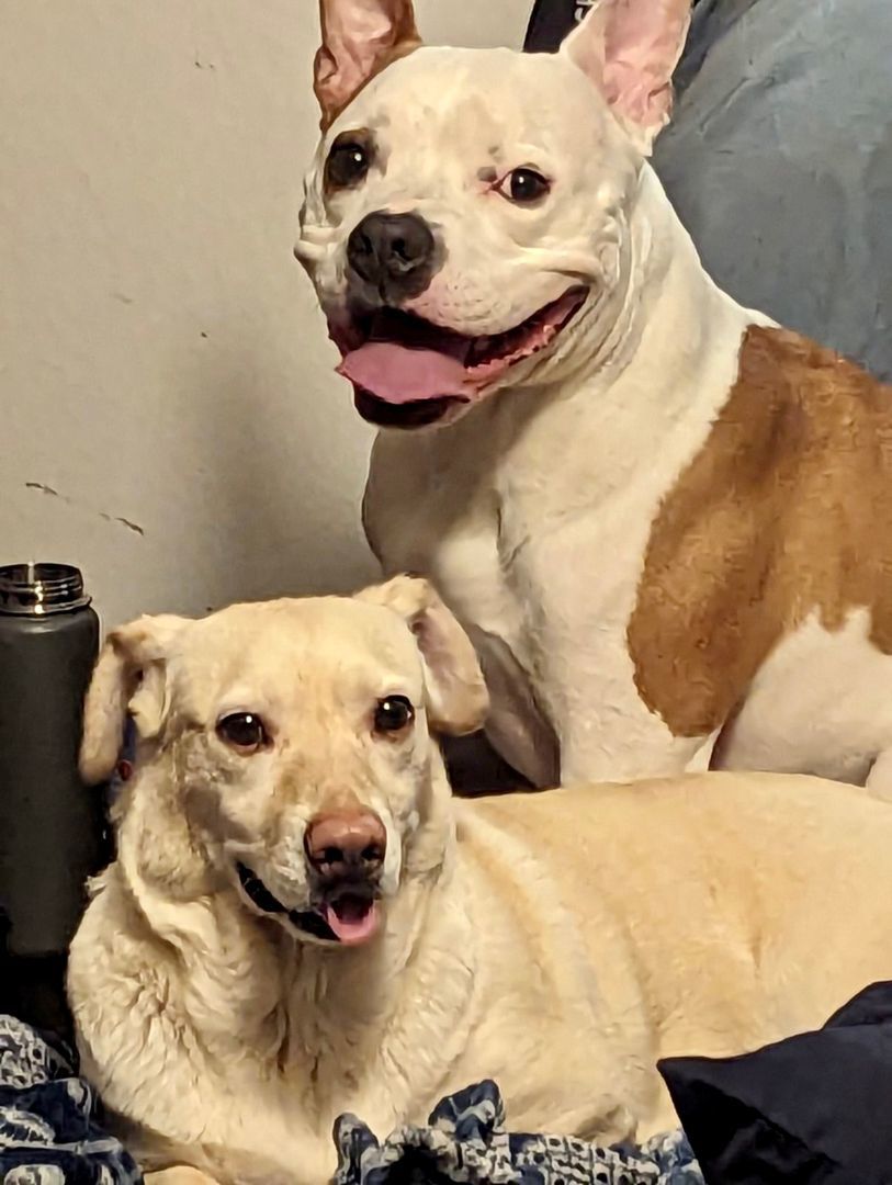 Chloe, a Adoptable mixed breed in Lake Arrowhead, CA image 5/12