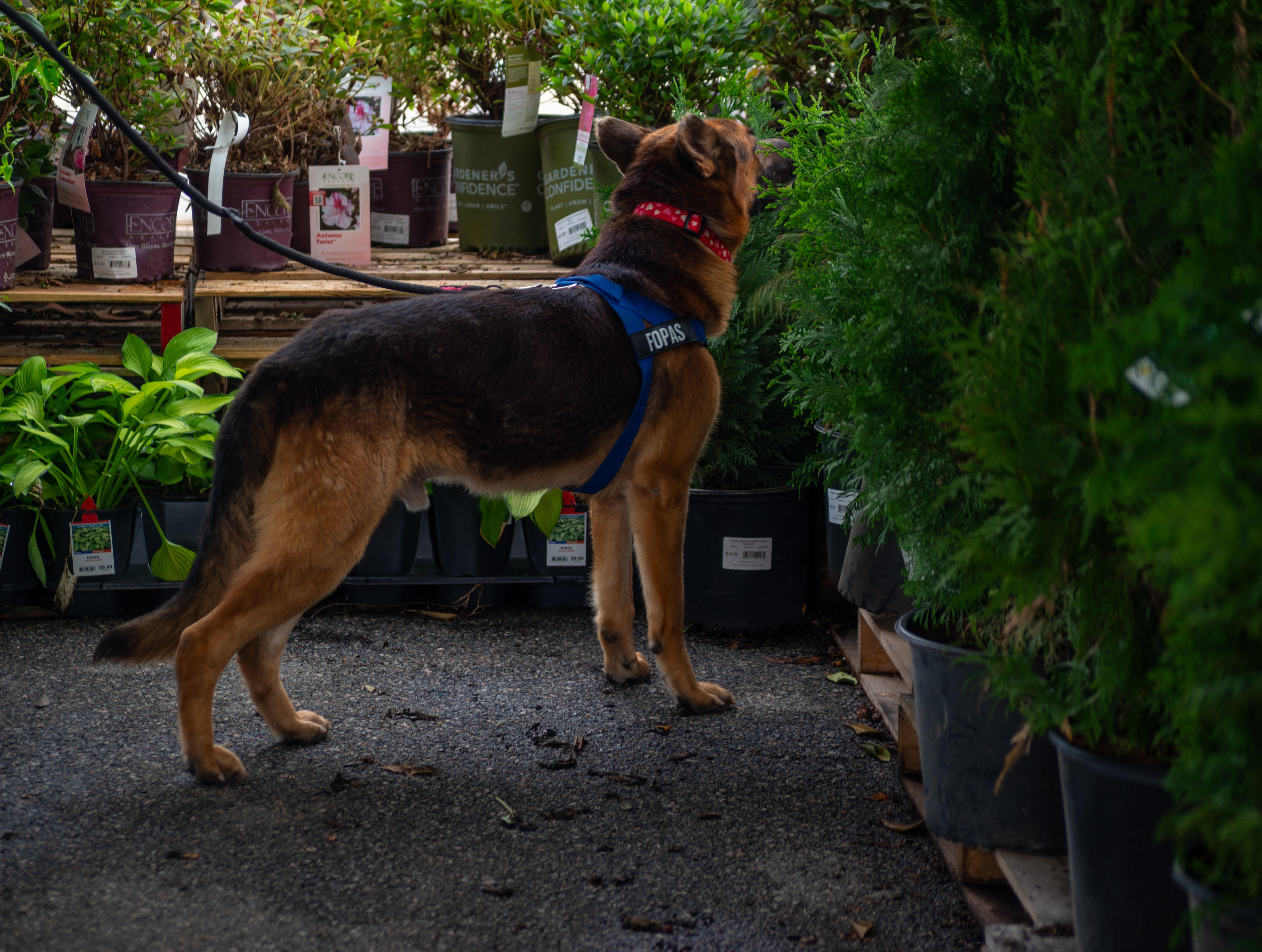Enlarge Ranger, a Adoptable German Shepherd Dog in Perry, GA image 2/2