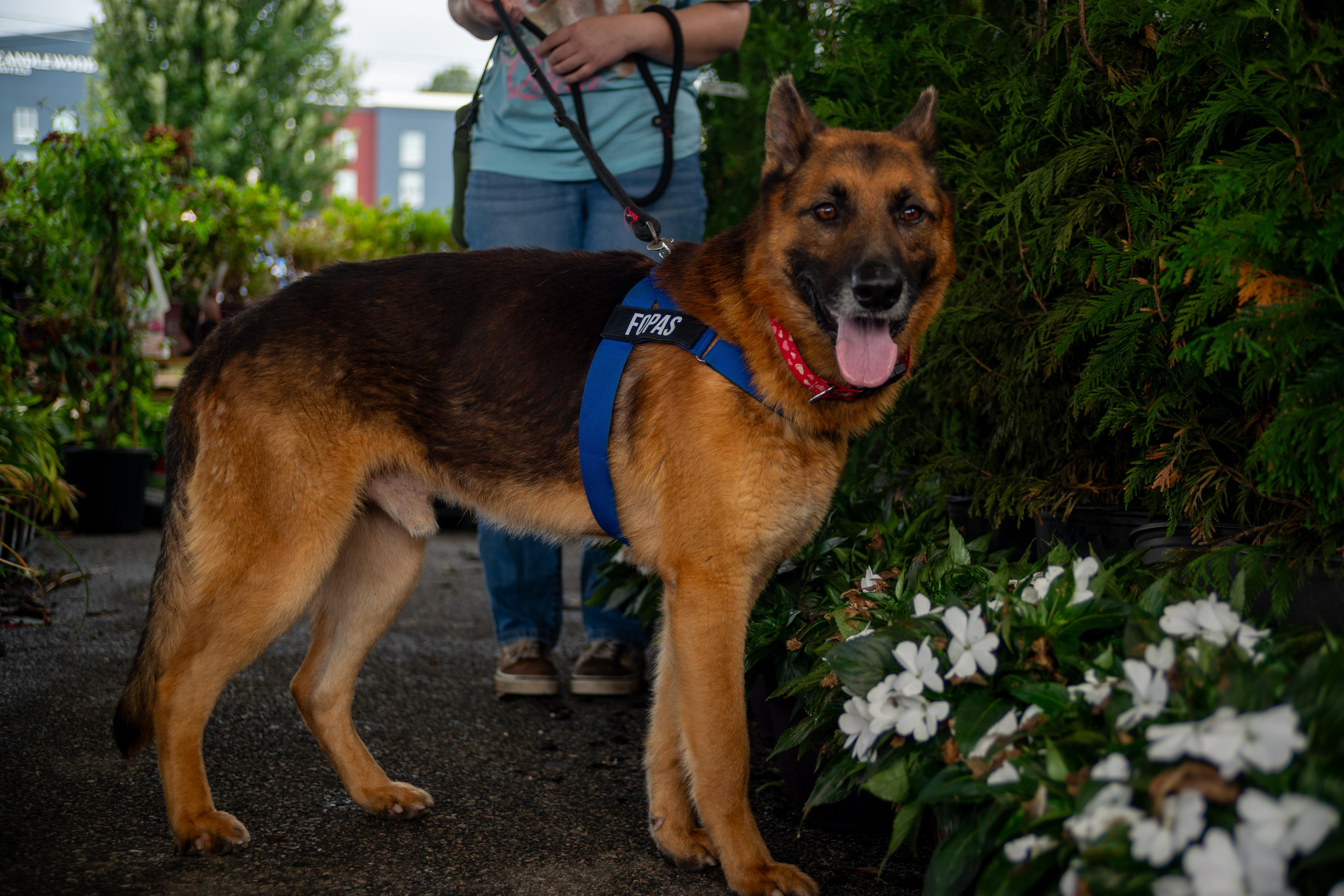 Ranger, ADOPTABLE, Adult Male German Shepherd Dog.