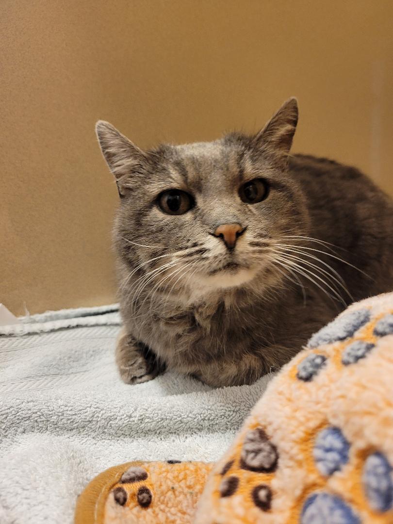 Enlarge Stray DSH, a ADOPTABLE Domestic Short Hair in Hays, KS image 1/6