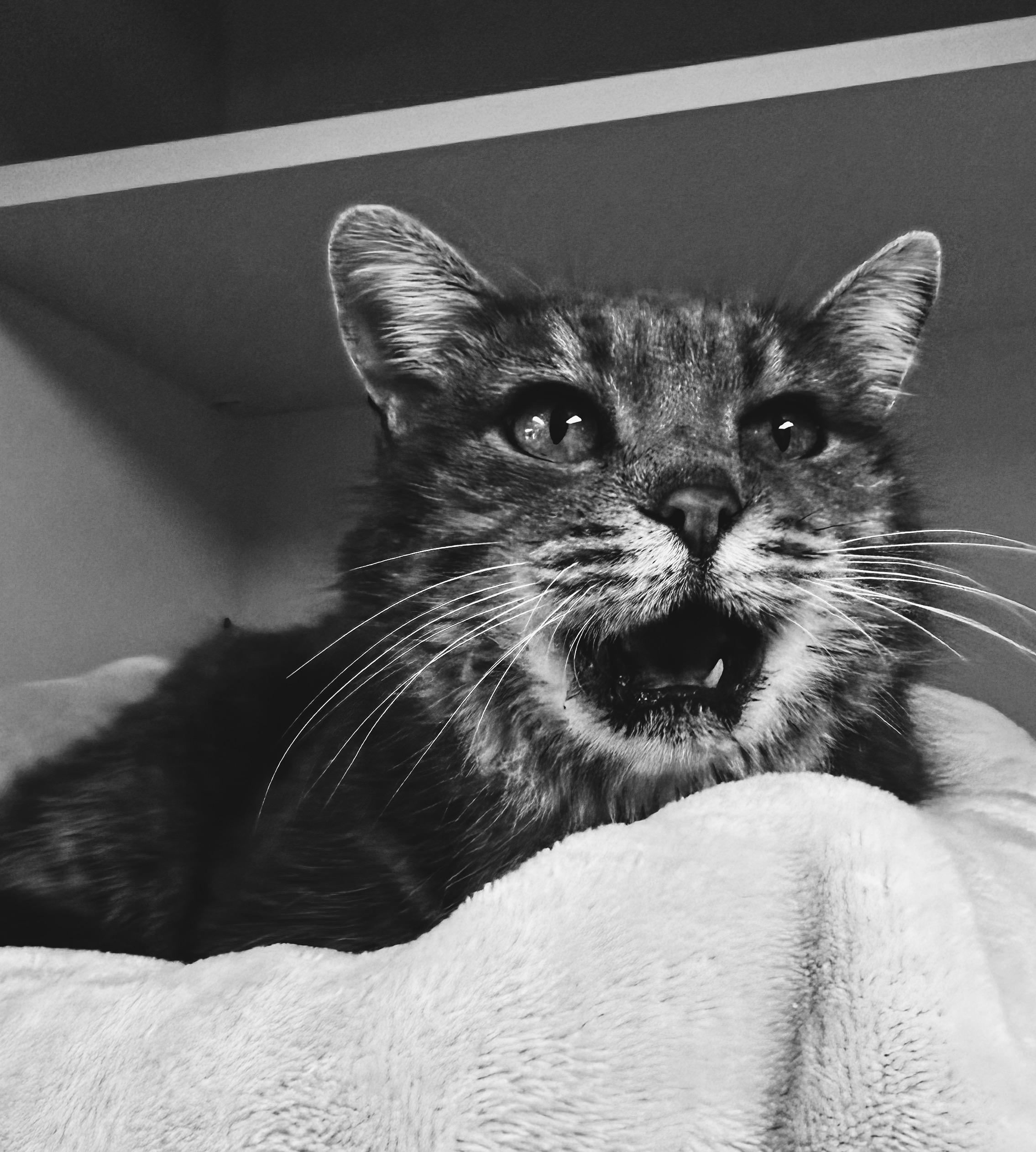 Enlarge Olga, an adoptable Domestic Short Hair in Hays, KS image 3/6