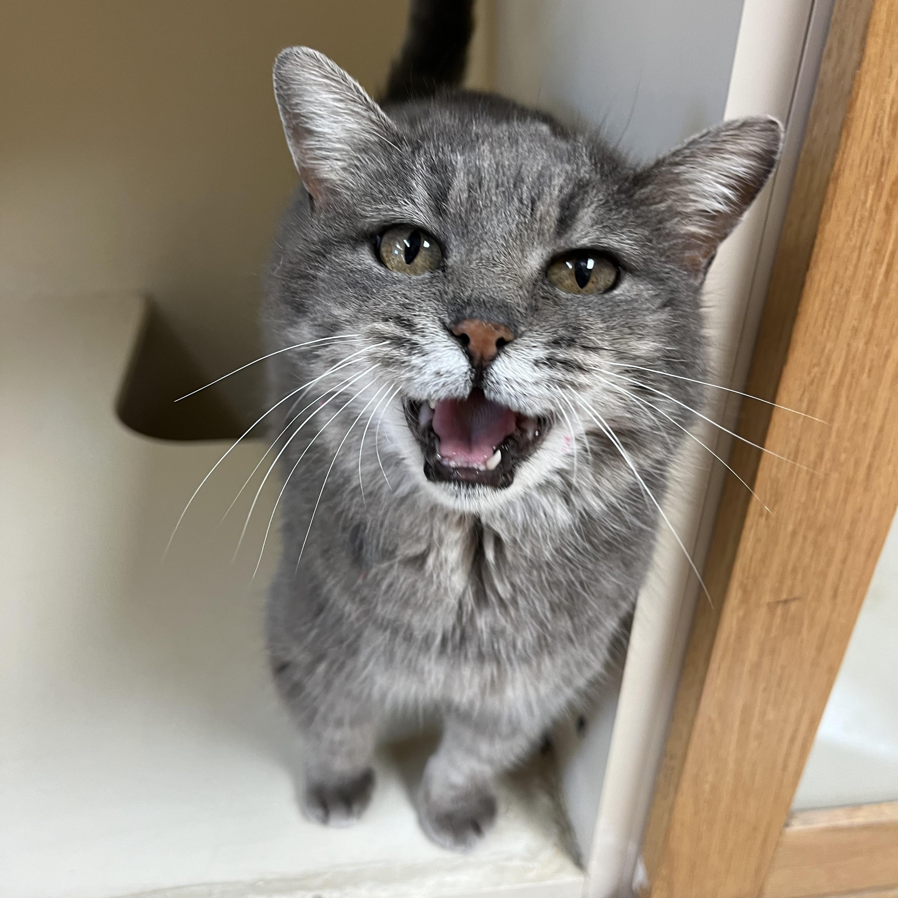 Enlarge Olga, an adoptable Domestic Short Hair in Hays, KS image 6/6