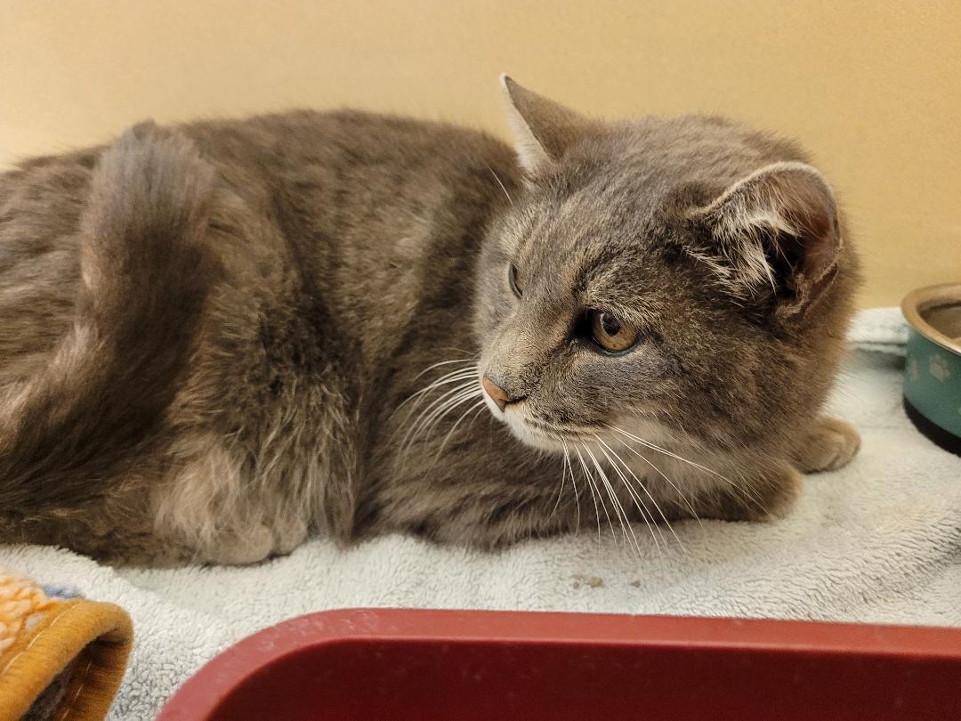 Enlarge Stray DSH, a ADOPTABLE Domestic Short Hair in Hays, KS image 4/6