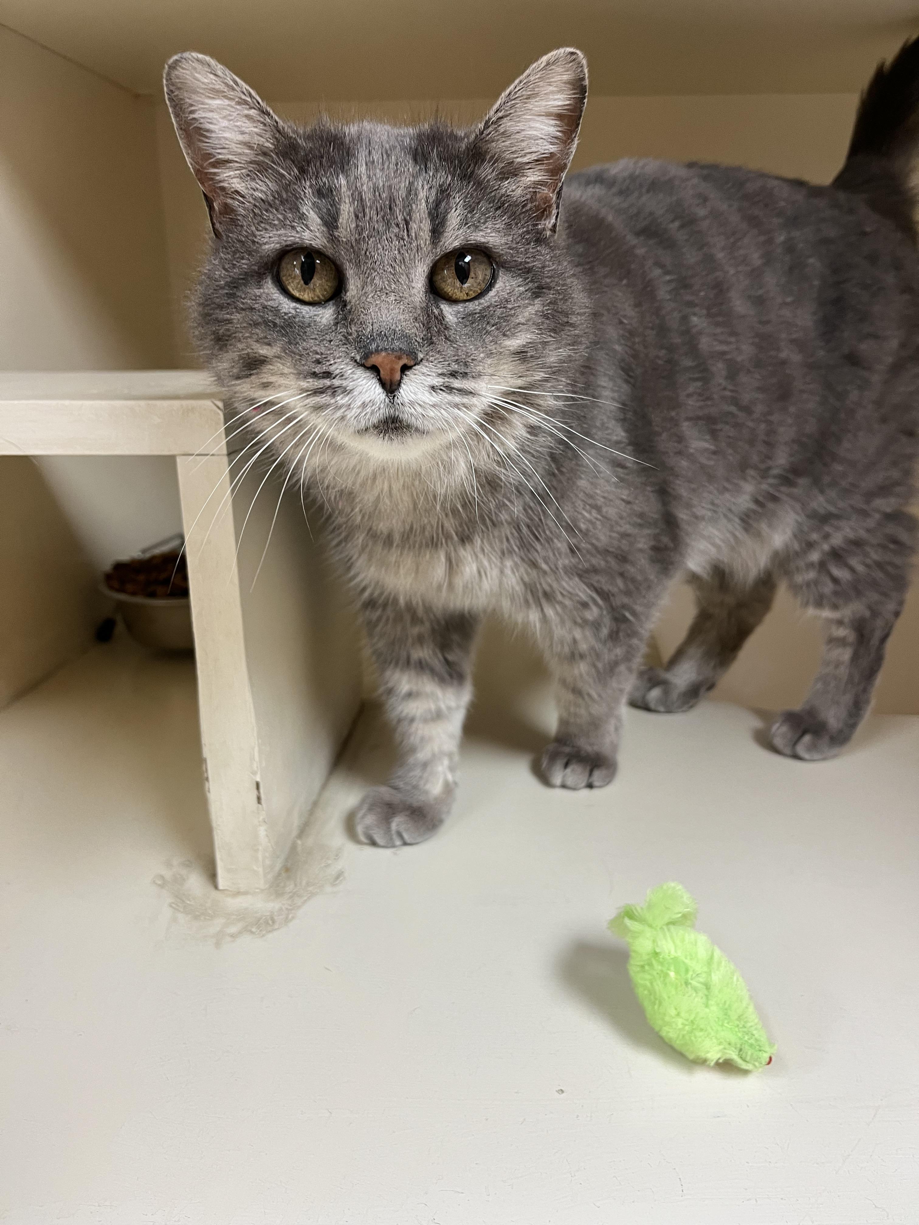 Enlarge Olga, an adoptable Domestic Short Hair in Hays, KS image 5/6