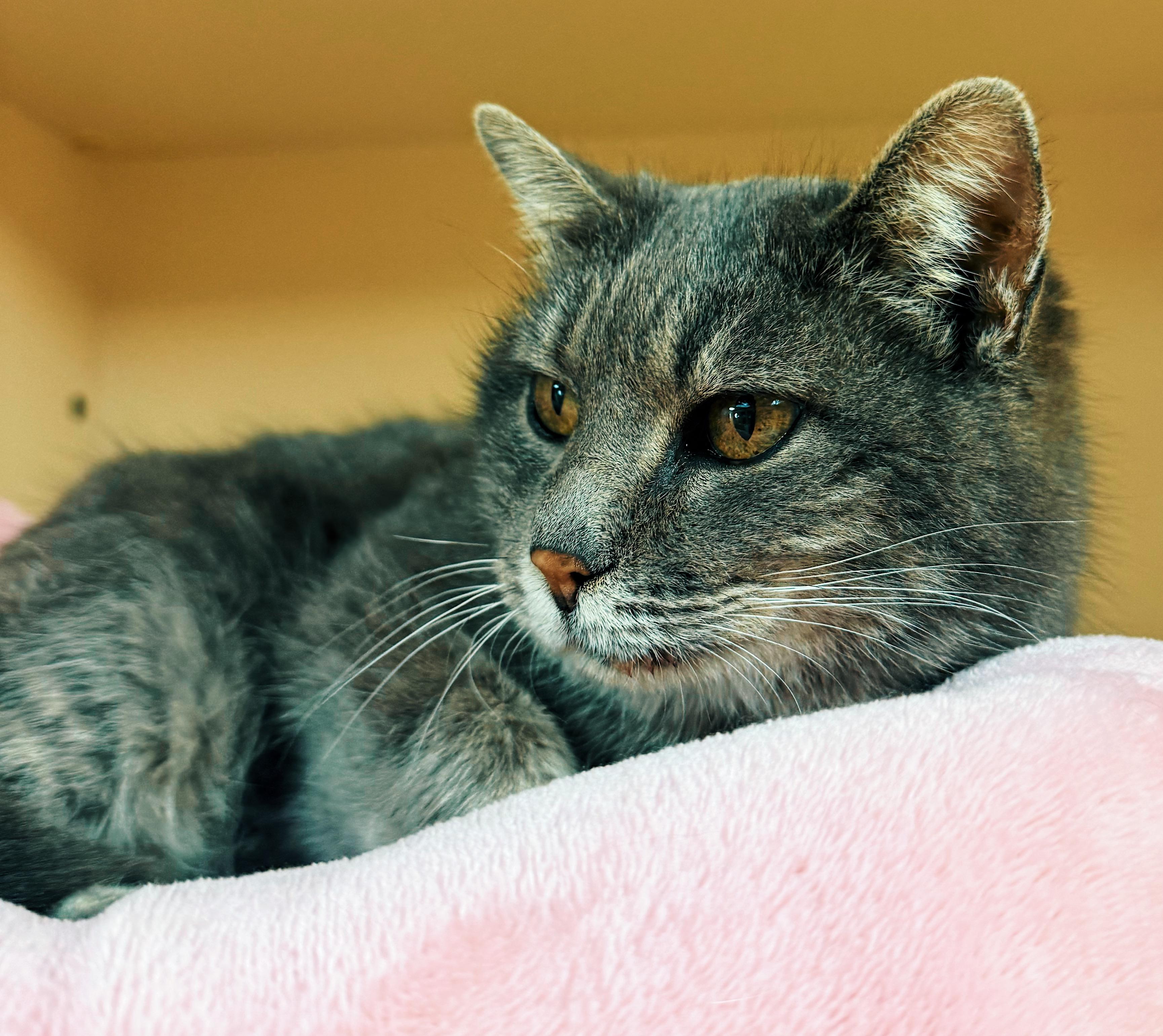 Enlarge Olga, an adoptable Domestic Short Hair in Hays, KS image 1/6