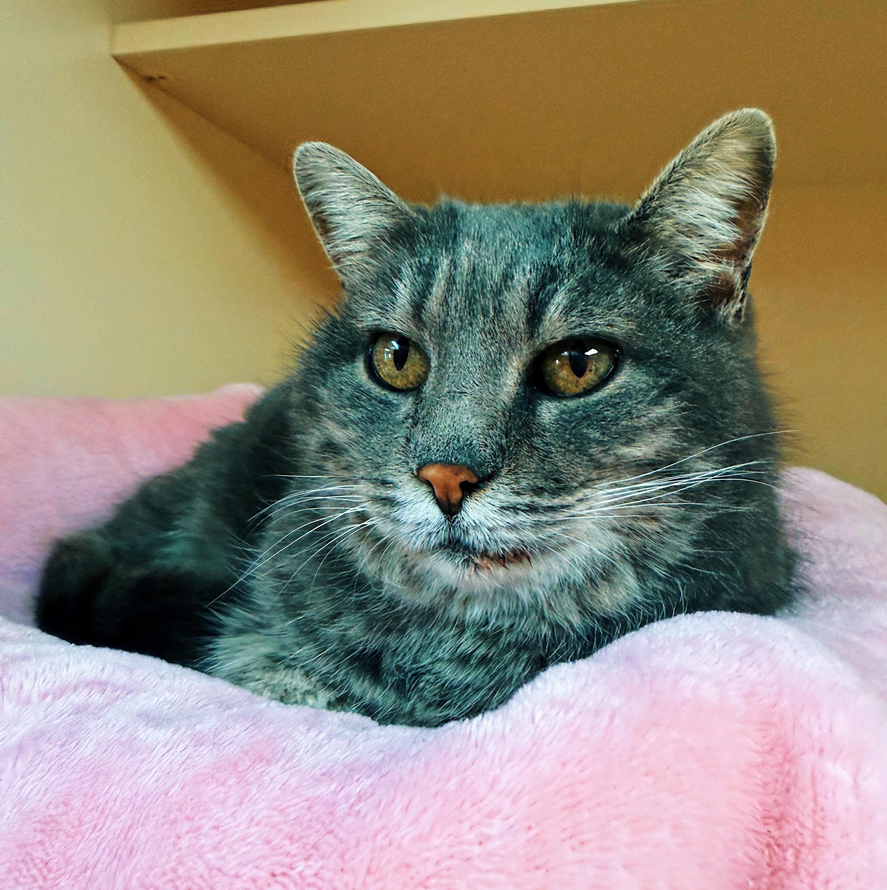 Enlarge Olga, an adoptable Domestic Short Hair in Hays, KS image 2/6