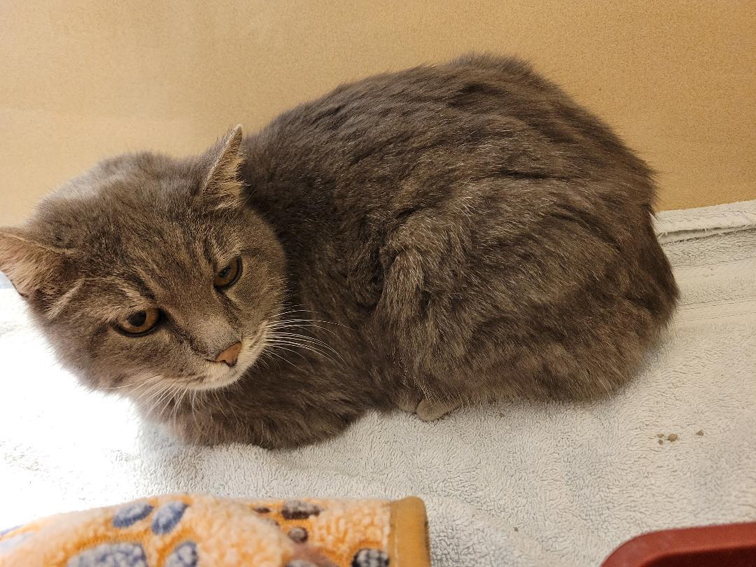 Enlarge Stray DSH, a ADOPTABLE Domestic Short Hair in Hays, KS image 2/6