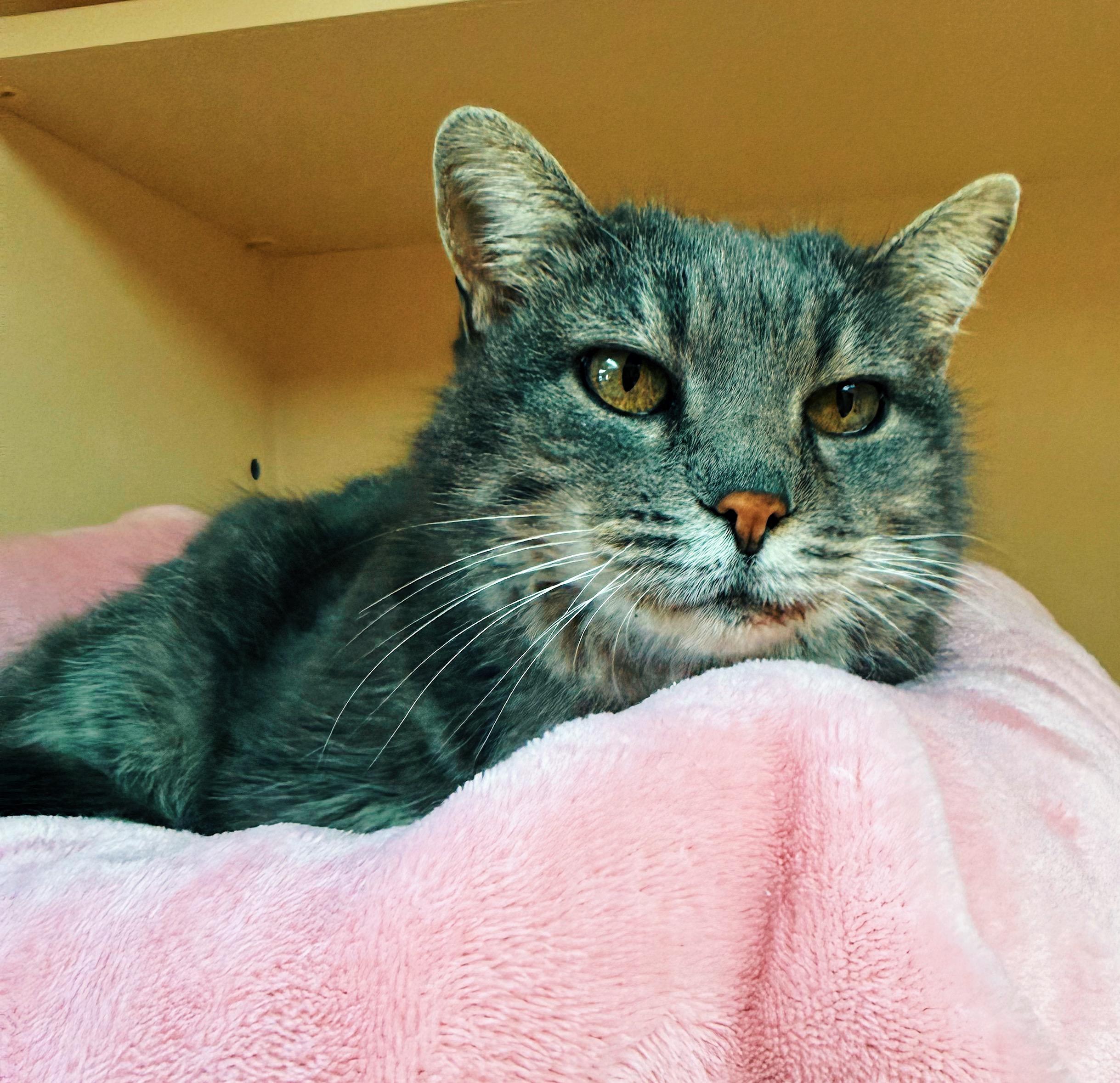 Enlarge Olga, an adoptable Domestic Short Hair in Hays, KS image 4/6