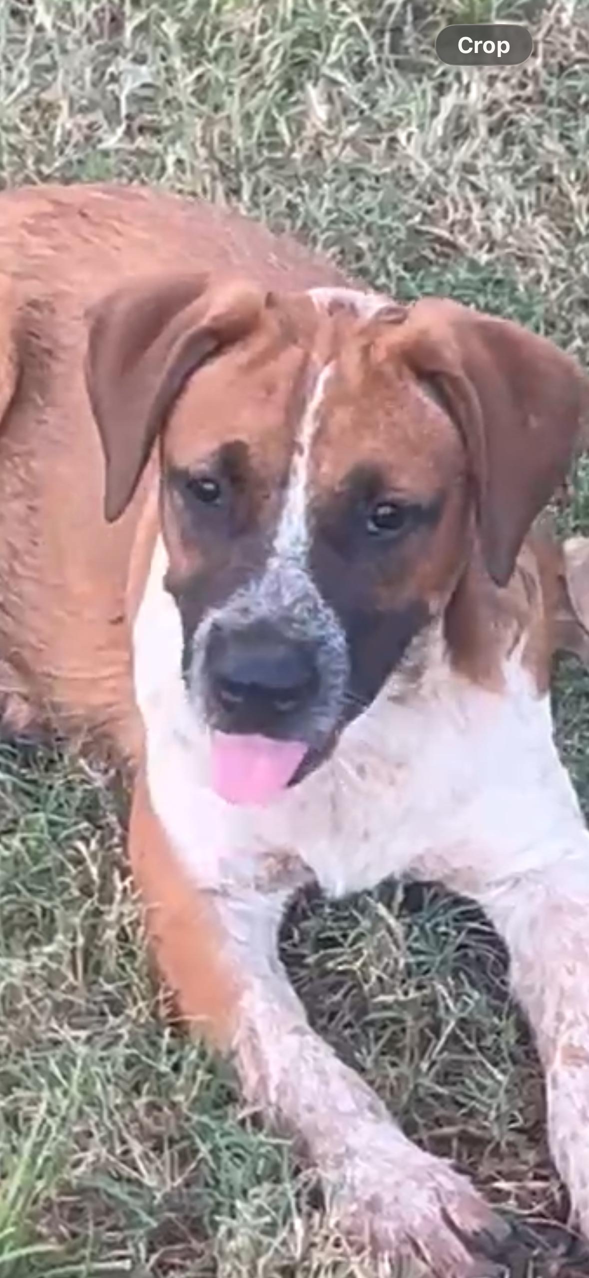 Enlarge Patton, a Adoptable mixed breed in Chalfont, PA image 2/6