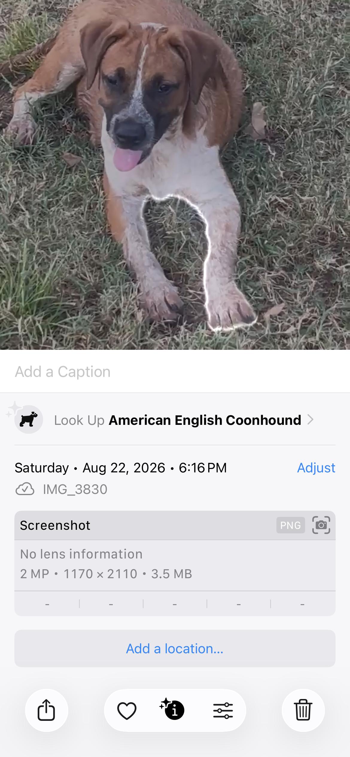 Enlarge Patton, a Adoptable mixed breed in Chalfont, PA image 4/6
