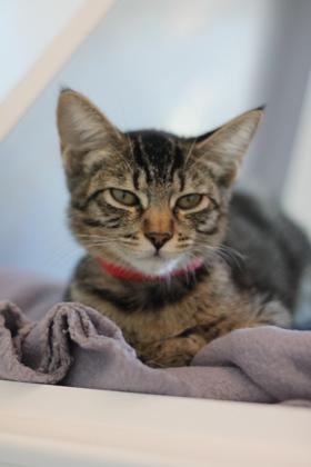 Brie, Adoptable, Young Female Domestic Short Hair & Domestic Short Hair.