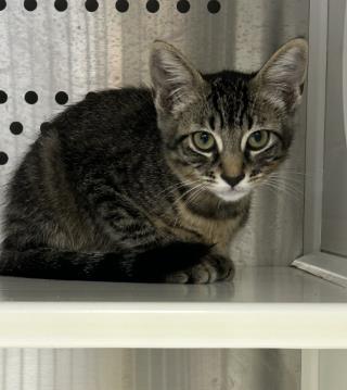 Enlarge Brie, a Adoptable mixed breed in Roseville, CA image 3/3